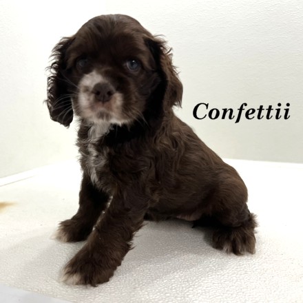 puppy, for, sale, Cocker Spaniel, Joe & Cherri  Overlease, dog, breeder, Miller, MO, dog-breeder, puppy-for-sale, forsale, nearby, find, puppyfind, locator, puppylocator, aca